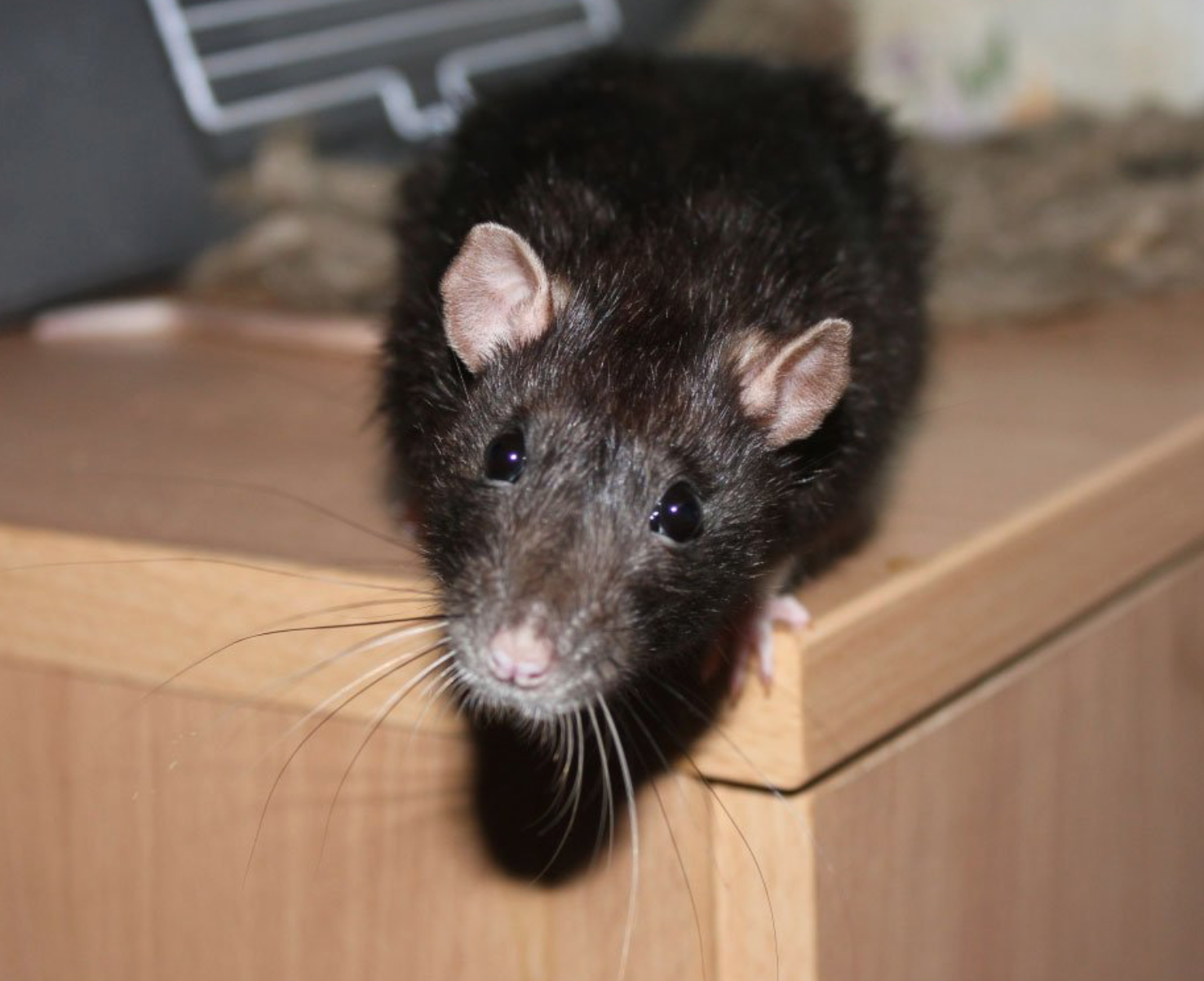 Маленькие мыши дома. Домашняя мышь квартирная. Крыса домовая. Крысы в доме. Крыса чёрная домашняя.