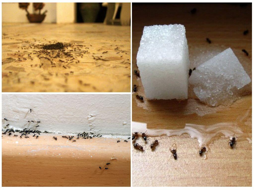 Мелкие муравьи в доме как избавиться. Домашние муравьи в квартире. Муравьи домашние мелкие. Средство от мелких рыжих муравьев в квартире. Маленькие муравьи.