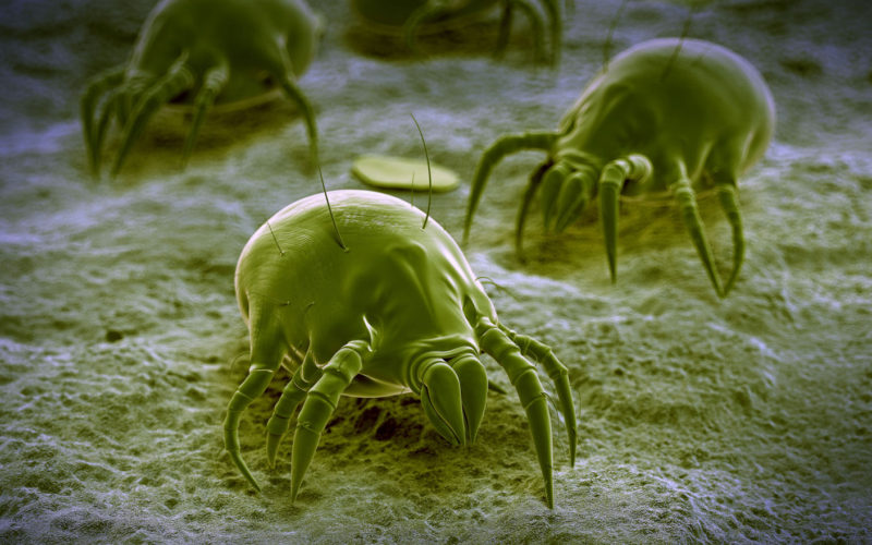 scientific illustration of a common dust mite